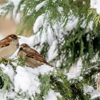 Gorriones en la nieve