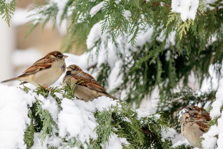 Gorriones en la nieve