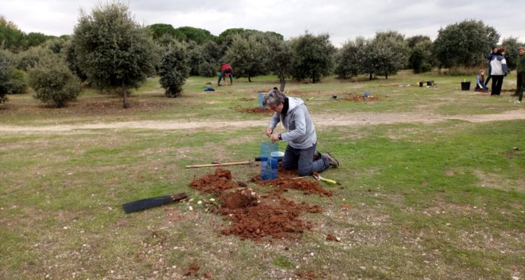 Reforestación Día Mundial del Árbol