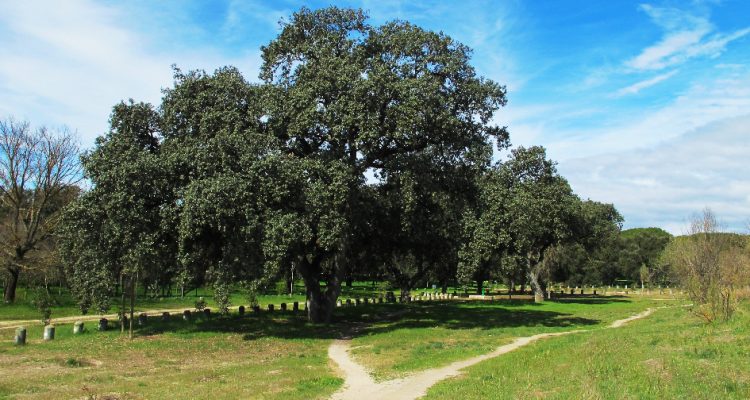 Árboles singulares de la Casa de Campo