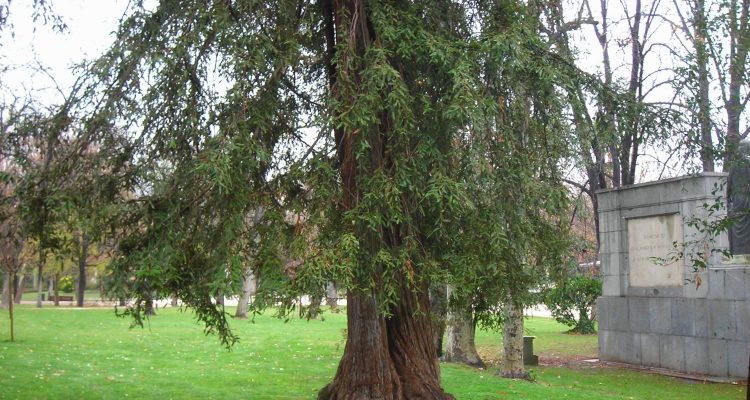 Árbol exótico en el Huerto de El Retiro