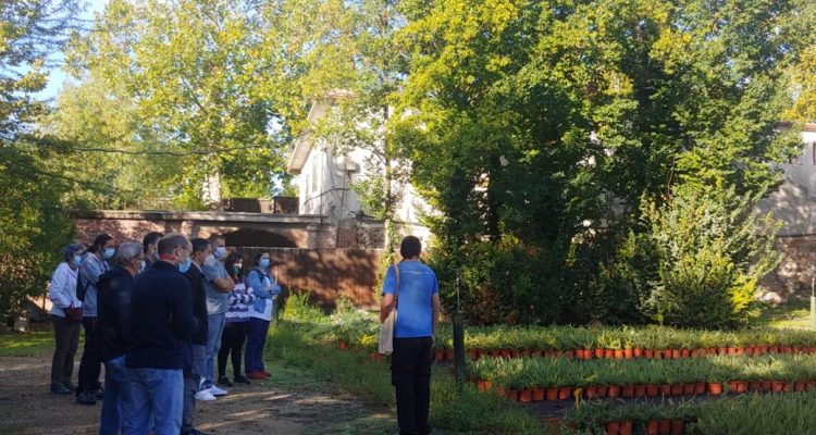 Árboles notables en el Vivero de la Casa de Campo