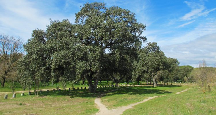 Árboles singulares en la Casa de Campo