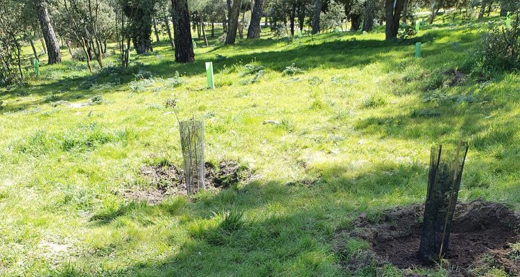 Plantación de encinas y endrinos por el Día del Árbol 2023