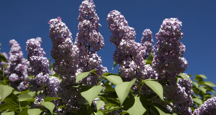 Lilos en flor