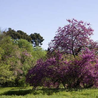 Floración en Torre Arias