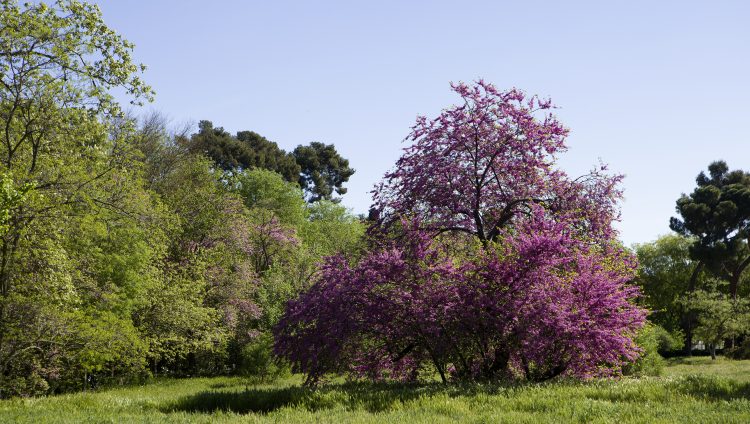 Floración en Torre Arias