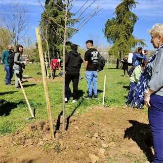 Plantación en el parque de Las Cruces