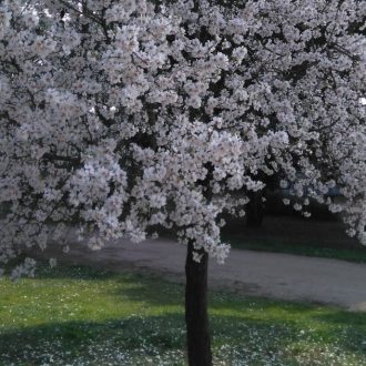 almendro en flor