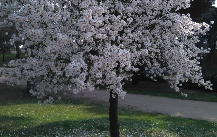 almendro en flor