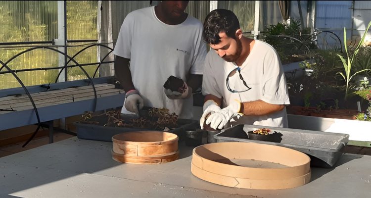 Trabajo de jardinería