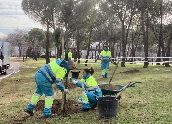 replantaciones