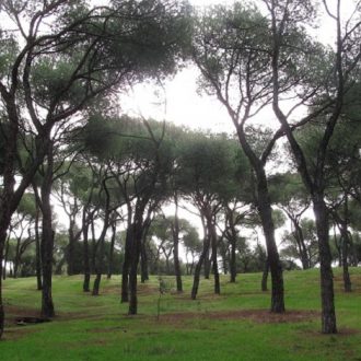 Arbolado en una zona verde de Madrid