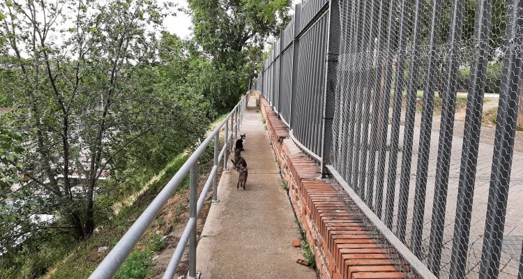 Colonias felinas. Gatos en parque