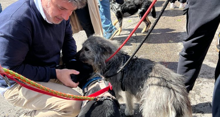 Celebración de la jornada de adopción y apadrinamiento de mascotas organizada por la Junta Municipal de Barajas