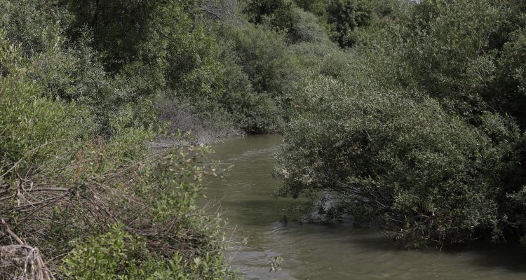 El Río Manzanares, a su paso por Mingorrubio, donde se ha producido la suelta de peces