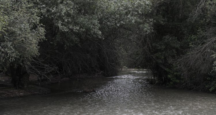 El Río Manzanares, a su paso por Mingorrubio, donde se ha producido la suelta de peces