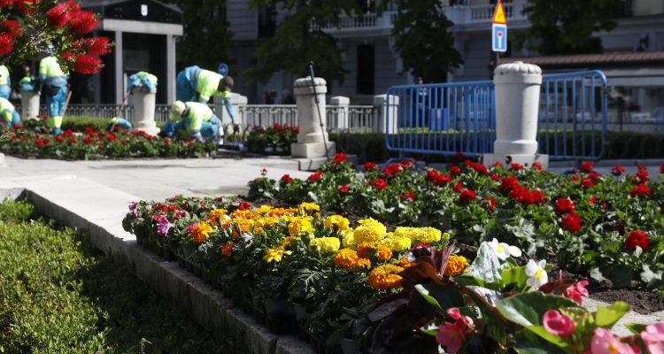 Plantación de flores de la temporada primavera-verano en la plaza de Oriente