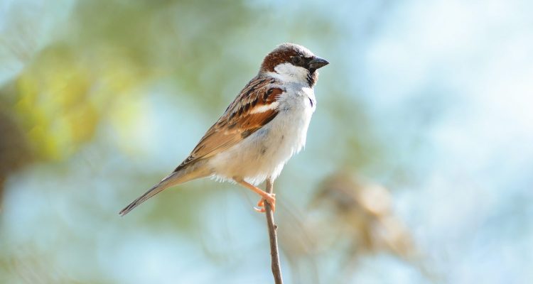 Descubre las aves en El Retiro