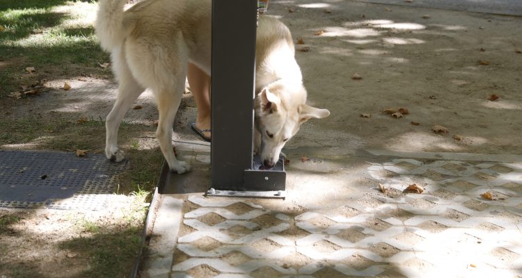 Un perro bebe de una fuente de agua potable